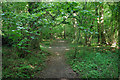 Footpath, Stewards Copse in BN18 0UX
