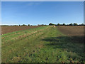 Farm track off Kelshall Lane in SG8 9SQ