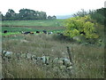 View south towards barn at Burbles Hill in Ribble Valley District (B)