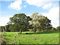 Trees beside drainage ditch at Dyke End in NR29 5JX