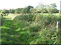 Footpath to Womack Water in NR29 5JX