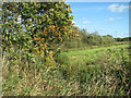 Trees on the edge of a marsh pasture in NR29 5JX