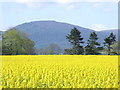 Field of rapeseed at Newmore Mains in IV18 0LQ
