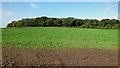 Field by Common-y-Coed in NP26 3BX