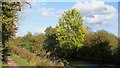 Towpath and trees on the Stort Navigation, Roydon in CM19 5GU