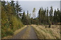 Track in Dalruzion Forest, Glen Shee in PH10 7LH