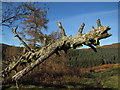 Felled tree near Nantyrychain in NP8 1SY