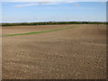 Large arable fields at Hatchpen in SG8 9LS