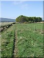 Track leading to a copse on Black Moss in AB31 5QP