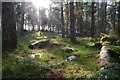 An Old Bonfire Site in a Forestry Plantation in IV19 1PD