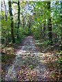 Footpath in Creech Woods in PO17 6HJ