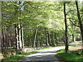 Road through Drumshalloch Wood in AB31 5BT