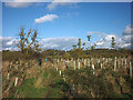 Footpath through newly-planted woodland in BB7 4NJ