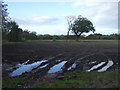 Damp field near Warm Row Farm in L40 5TD