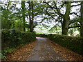 Autumn on the road from Moorgate to Owley in TQ10 9HN