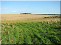 Stubble field north of Homelands in PE32 2JZ