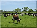 Dairy herd beside Norton's Lane in CH3 8AX