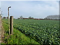 Rapeseed crop on White Cross Hill in CB6 3SB