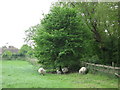 Sheep on Romney Marsh in TN29 9SY