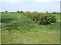 Hedge and wheatfield off Blisworth Road in NN7 2QB