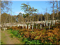 Felled and planted area, Battle Great Wood in TN33 0RL