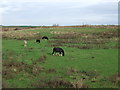 Grazing off Mythop Road in PR4 3NB