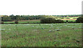 Fields east of Pithole Plantation in PE32 2JZ