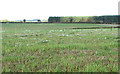 Fields north of Rudham Road in PE32 2JZ