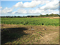 Sugar beet crop field in PE32 2JZ