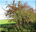 Berries on hawthorn hedge in NR21 7DP