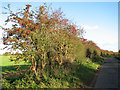 Hawthorn hedge beside Weasenham Road in NR21 7DP
