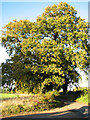 Tall oak trees beside rural lane to Rougham in PE32 2SU