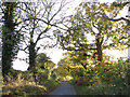 Autumnal colours along the lane to Rougham in PE32 2SU