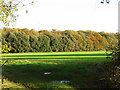 Wood and crop field at Rougham End in PE32 2TJ