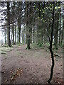 Forestry on Pen Tyllwyd in SA32 8NE
