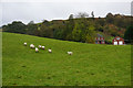 Sheep on a hillside above Pentre in Kerry Community