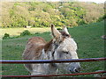 Inquisitive donkey with grazing land and woods behind in Hougham Without