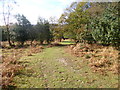 Piper's Wait, forestry track in SP5 2BS