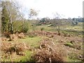 Piper's Wait, heathland in SP5 2BS