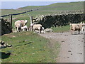 Sheep near Mynydd Poeth in Cerrigydrudion Community