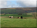Field with cattle near Carlatton Demesne in Carlatton