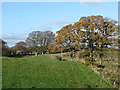 Field and trees near Ring Gate in Hayton
