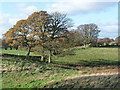 Fields and trees near Ring Gate in Hayton