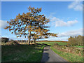 Two larch trees beside the road to Middle Gelt in Hayton