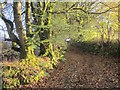 Track near Barret's Mill in PL17 8BA