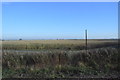 Telegraph pole and maize in PE15 0DU