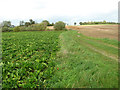 Fields south of Cooke's Road in Bergh Apton
