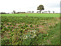 Fields beside the footpath in Bergh Apton