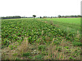 Sugar beet crop field beside the footpath to Bergh Apton in Bergh Apton