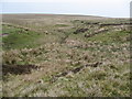 A small stream emerging from rough moorland in West Dunbartonshire
